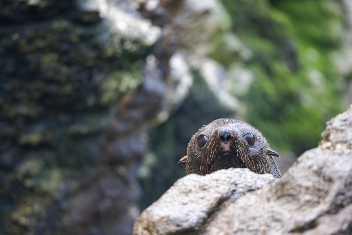 Stewart Island, The Snares & Fiordland