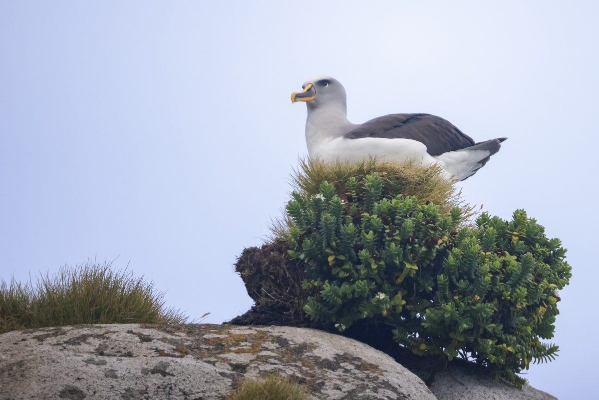 Stewart Island, The Snares & Fiordland