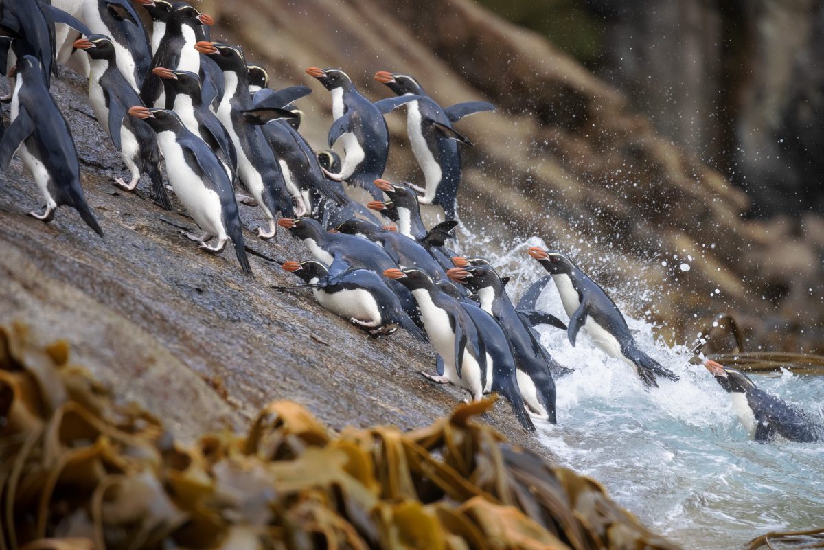 Stewart Island, The Snares & Fiordland