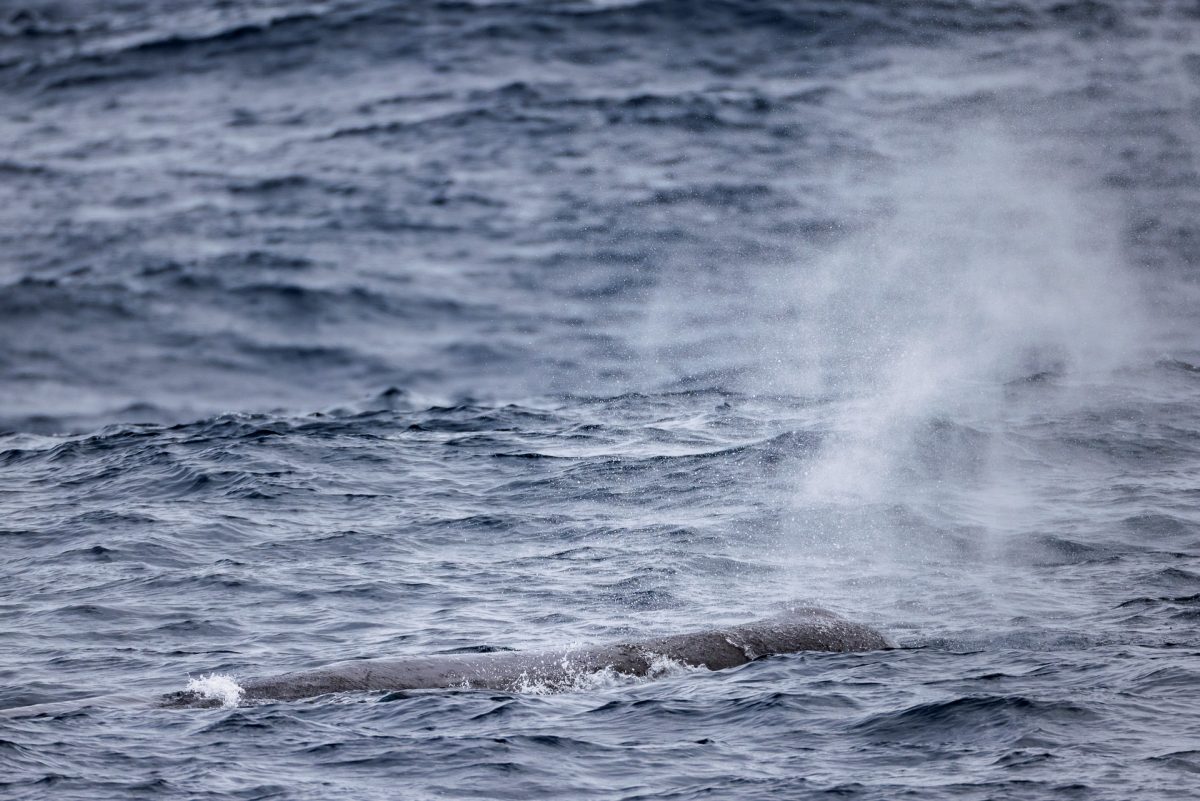 Stewart Island, The Snares & Fiordland