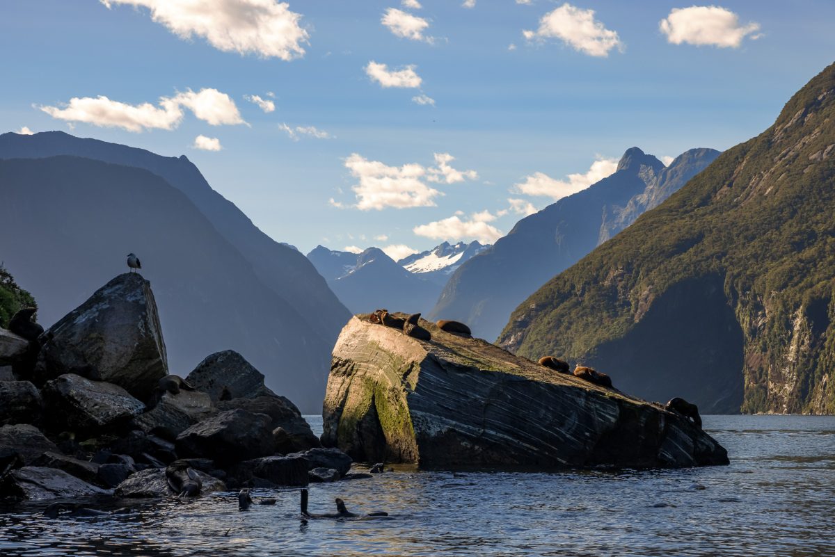 Stewart Island, The Snares & Fiordland