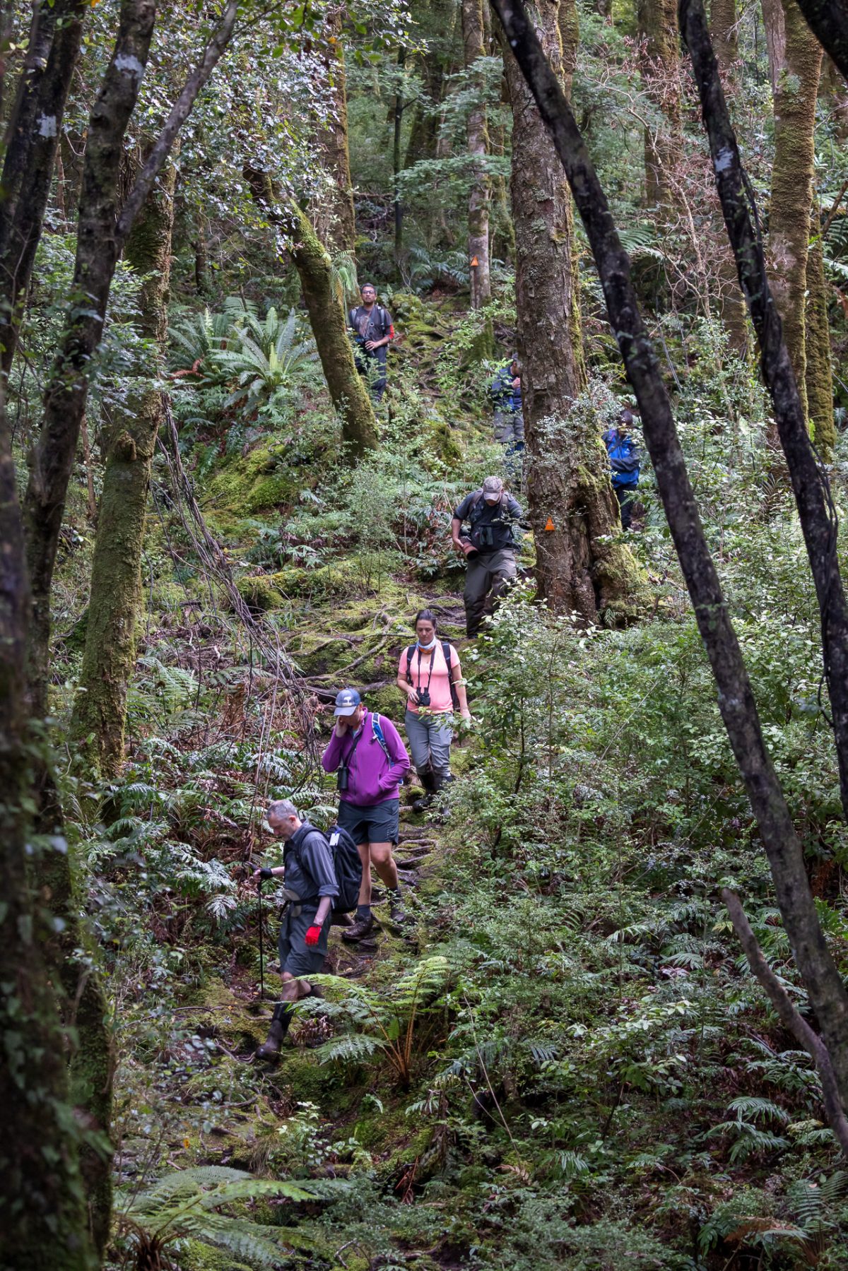 Stewart Island, The Snares & Fiordland