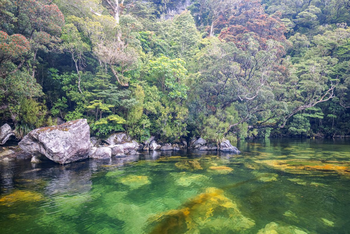 Stewart Island, The Snares & Fiordland