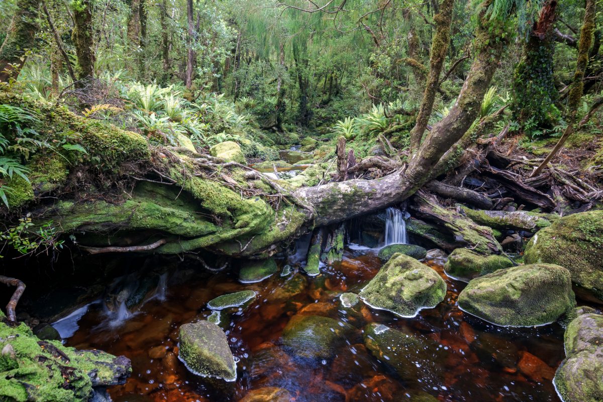 Stewart Island, The Snares & Fiordland