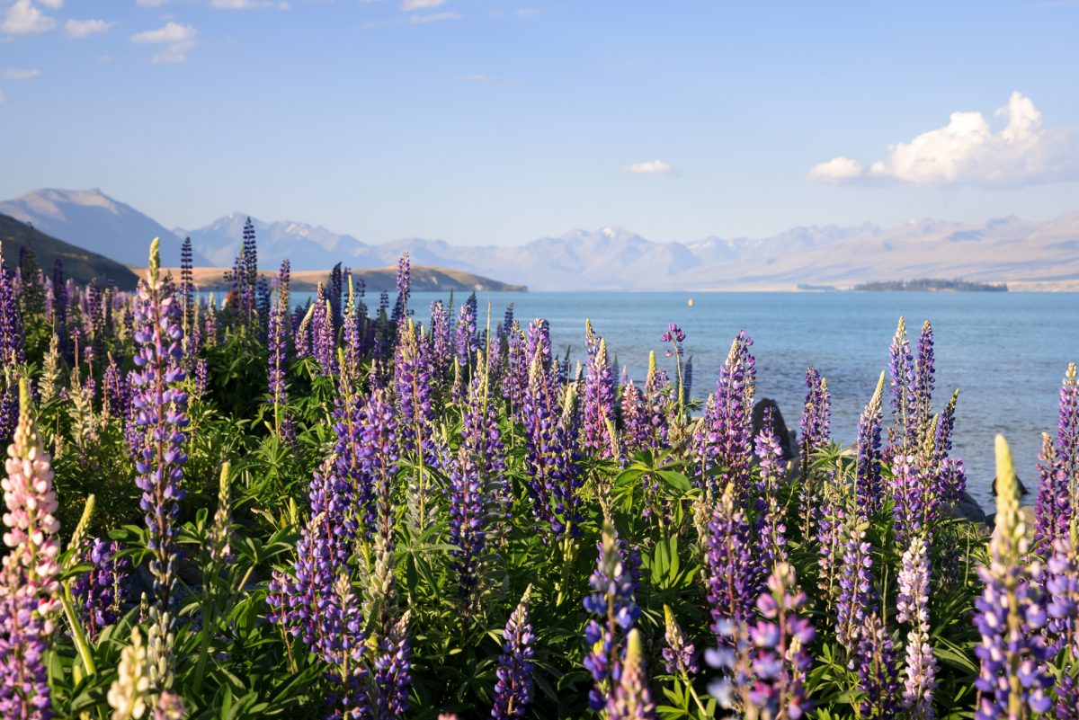 The Southern Alps, Rugged Mountains & Glacier Lakes