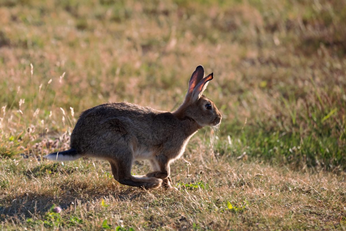 The Southern Alps, Rugged Mountains & Glacier Lakes
