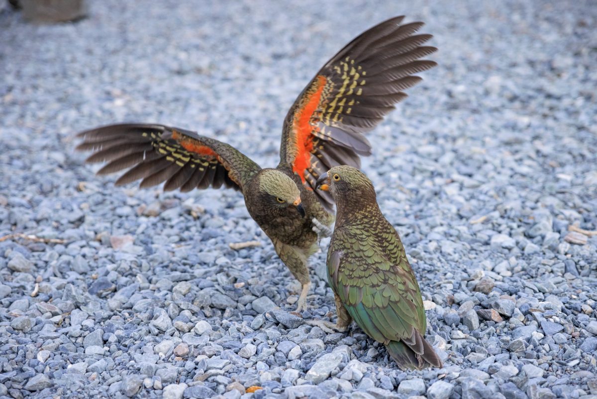 The Southern Alps, Rugged Mountains & Glacier Lakes