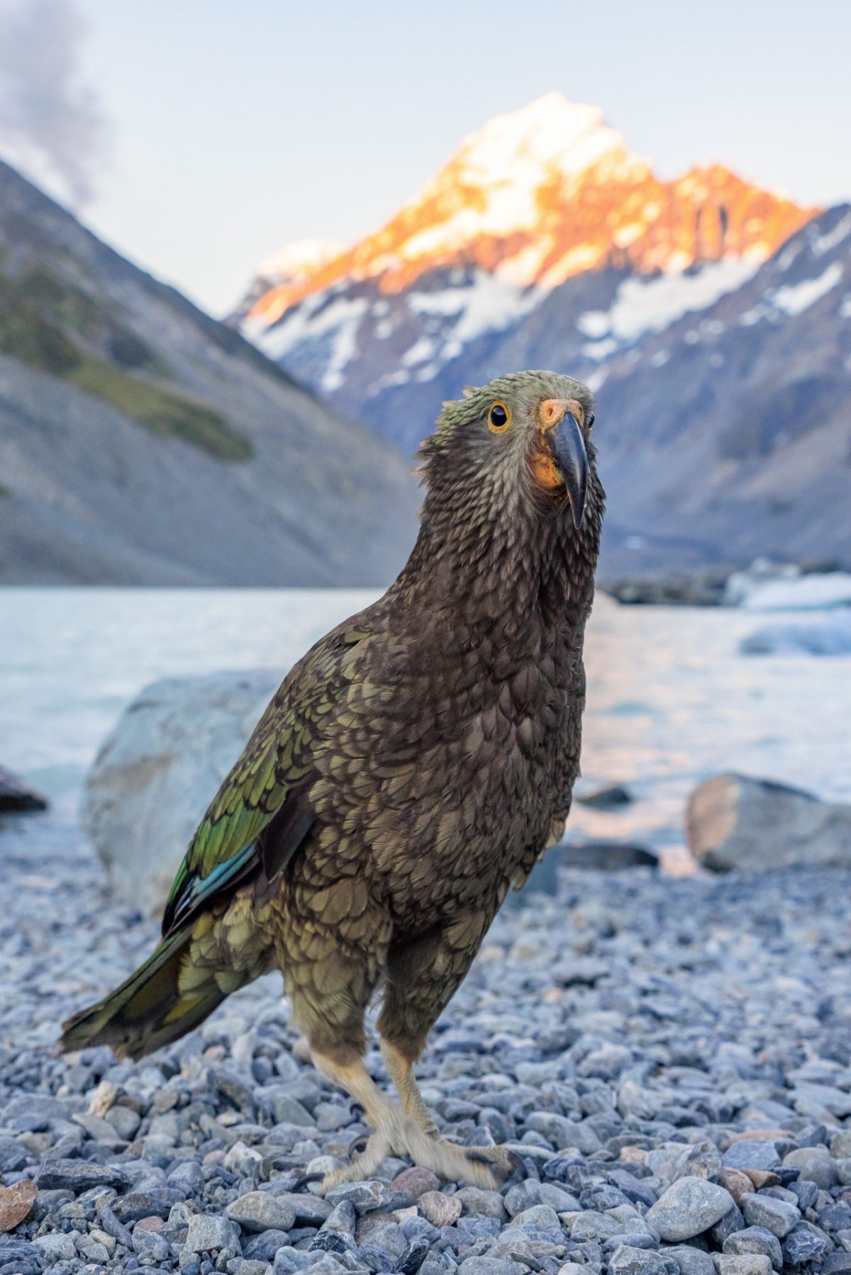 The Southern Alps, Rugged Mountains & Glacier Lakes
