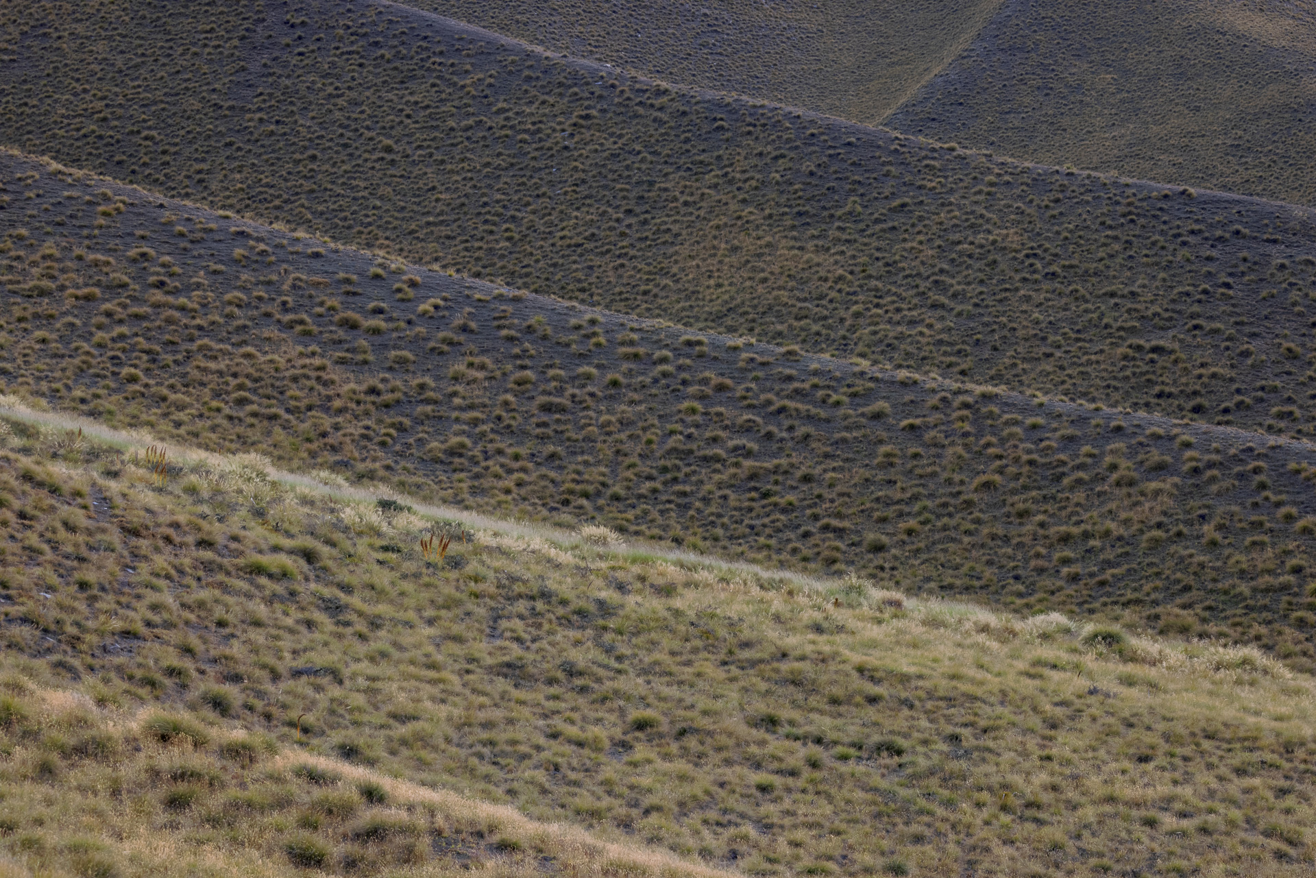Tussock Grass Mountain Folds