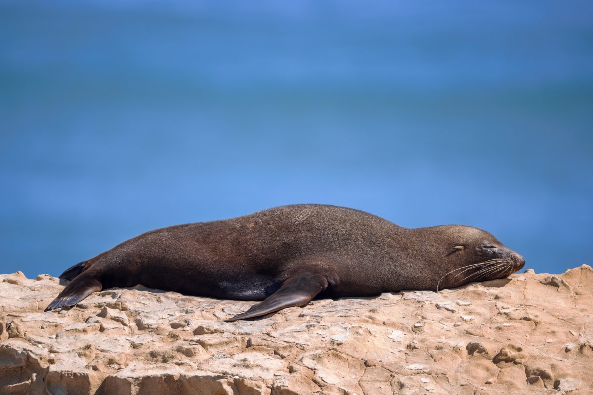 Fur Seal Sleeping on Tidal Shelf