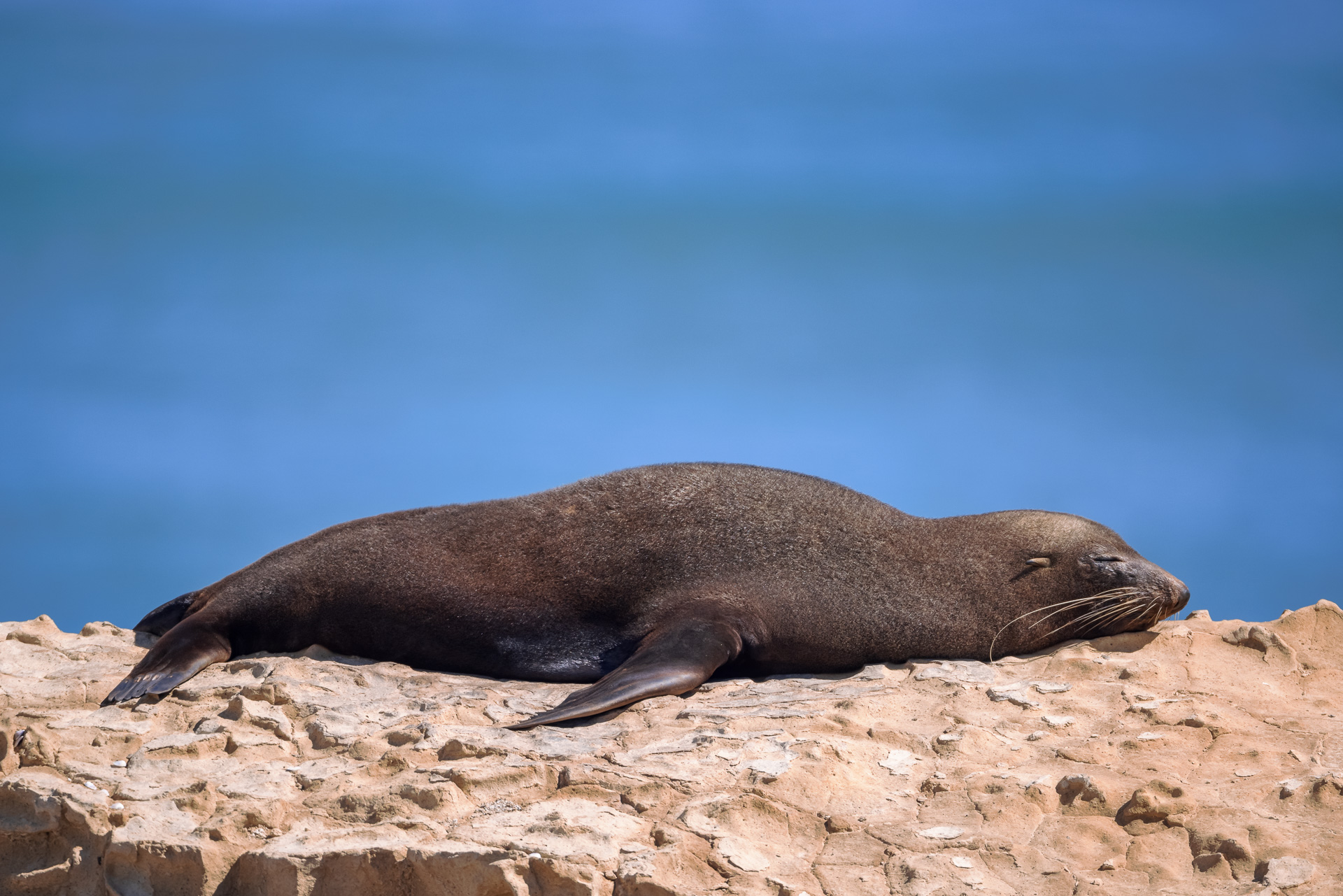 Fur Seal Sleeping on Tidal Shelf