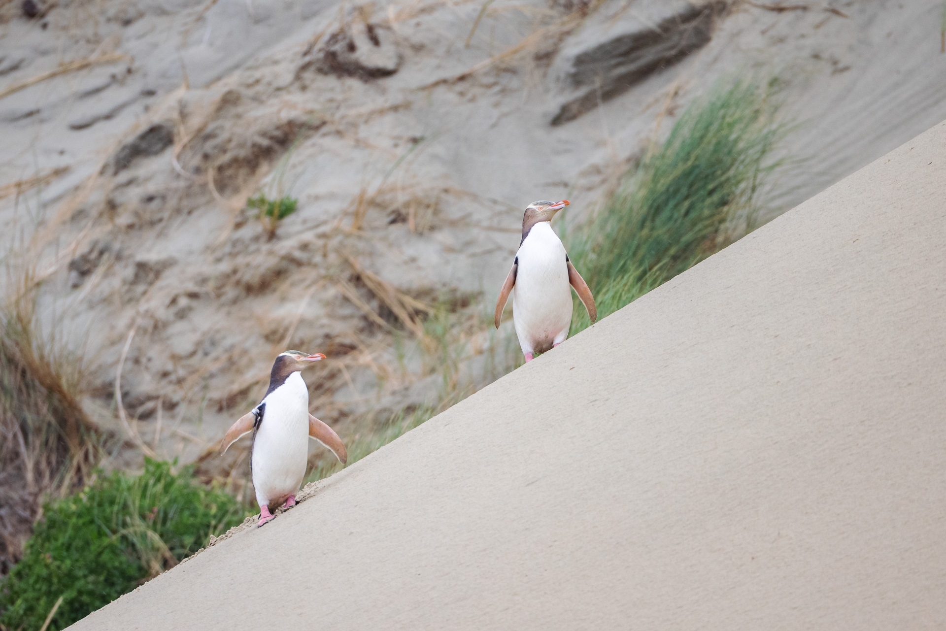 Yellow-eyed penguins, sandfly beach