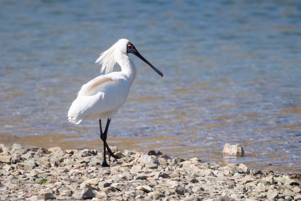 Royal Spoonbill