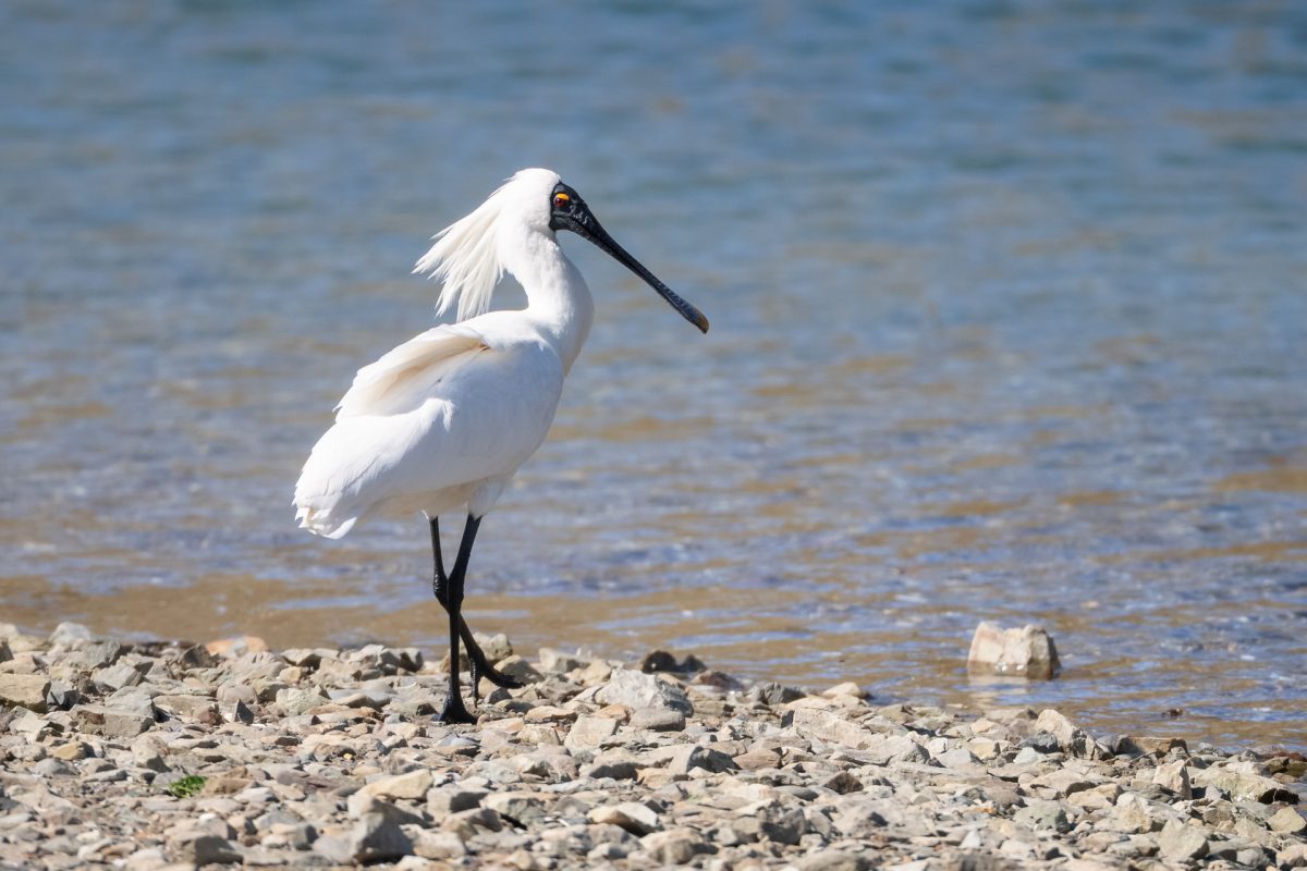 Royal Spoonbill