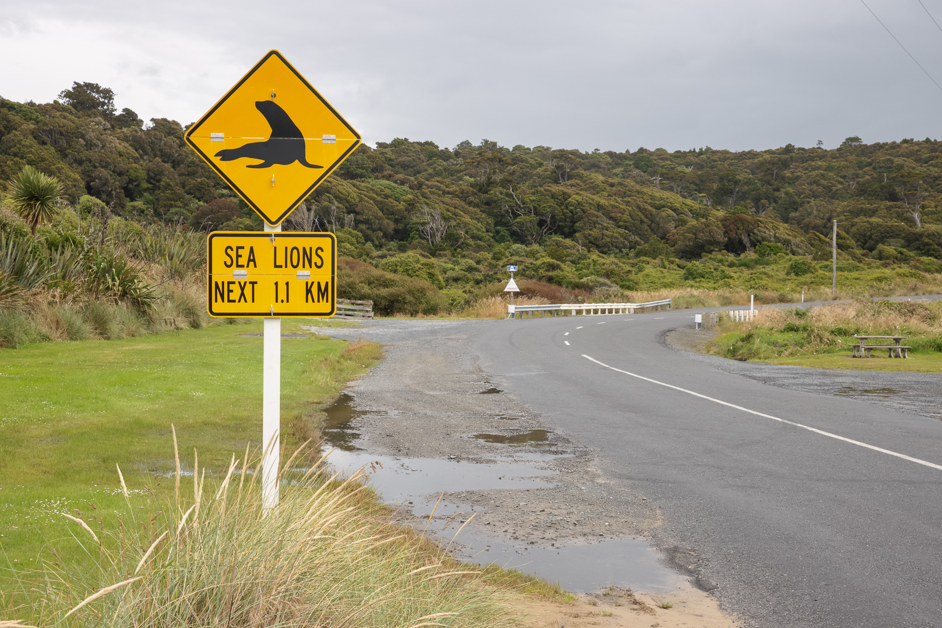 Sea lion road sign