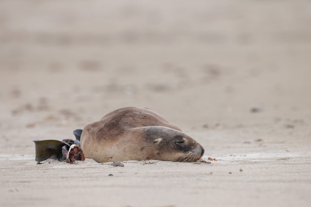 Sleeping Sea Lion Catlins