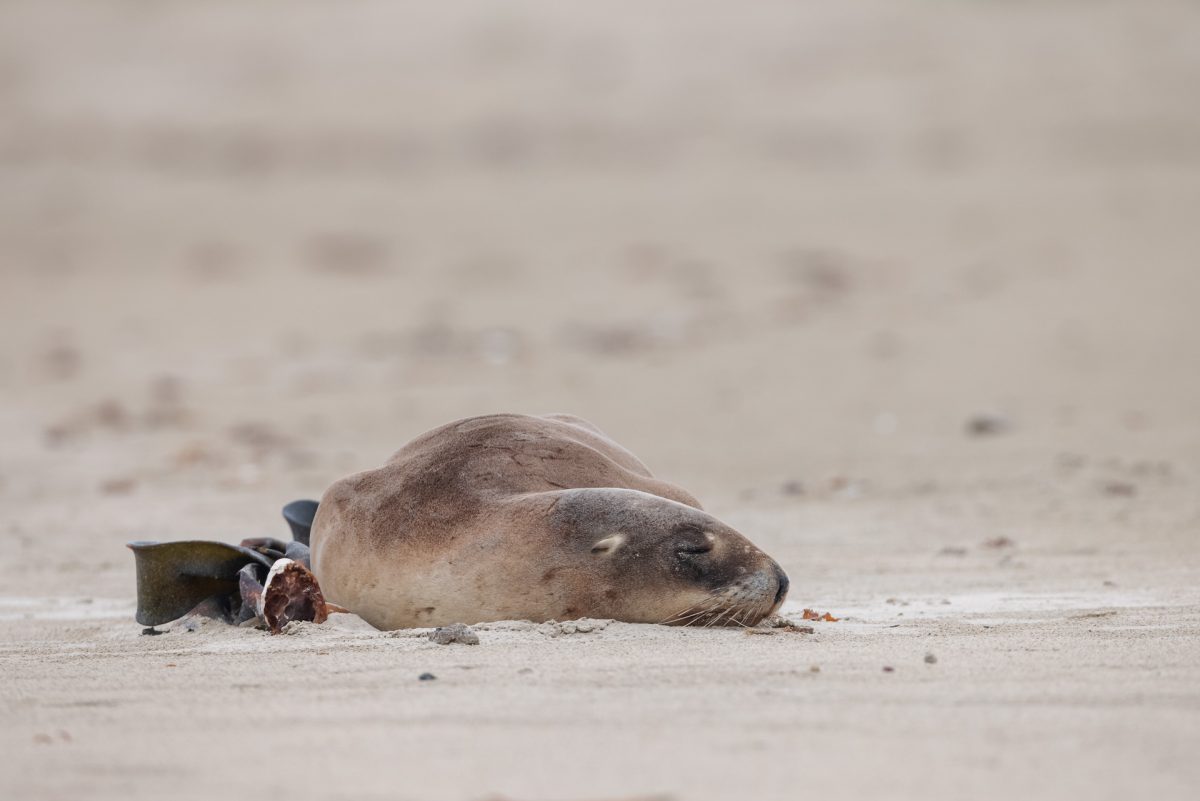 Sleeping Sea Lion Catlins