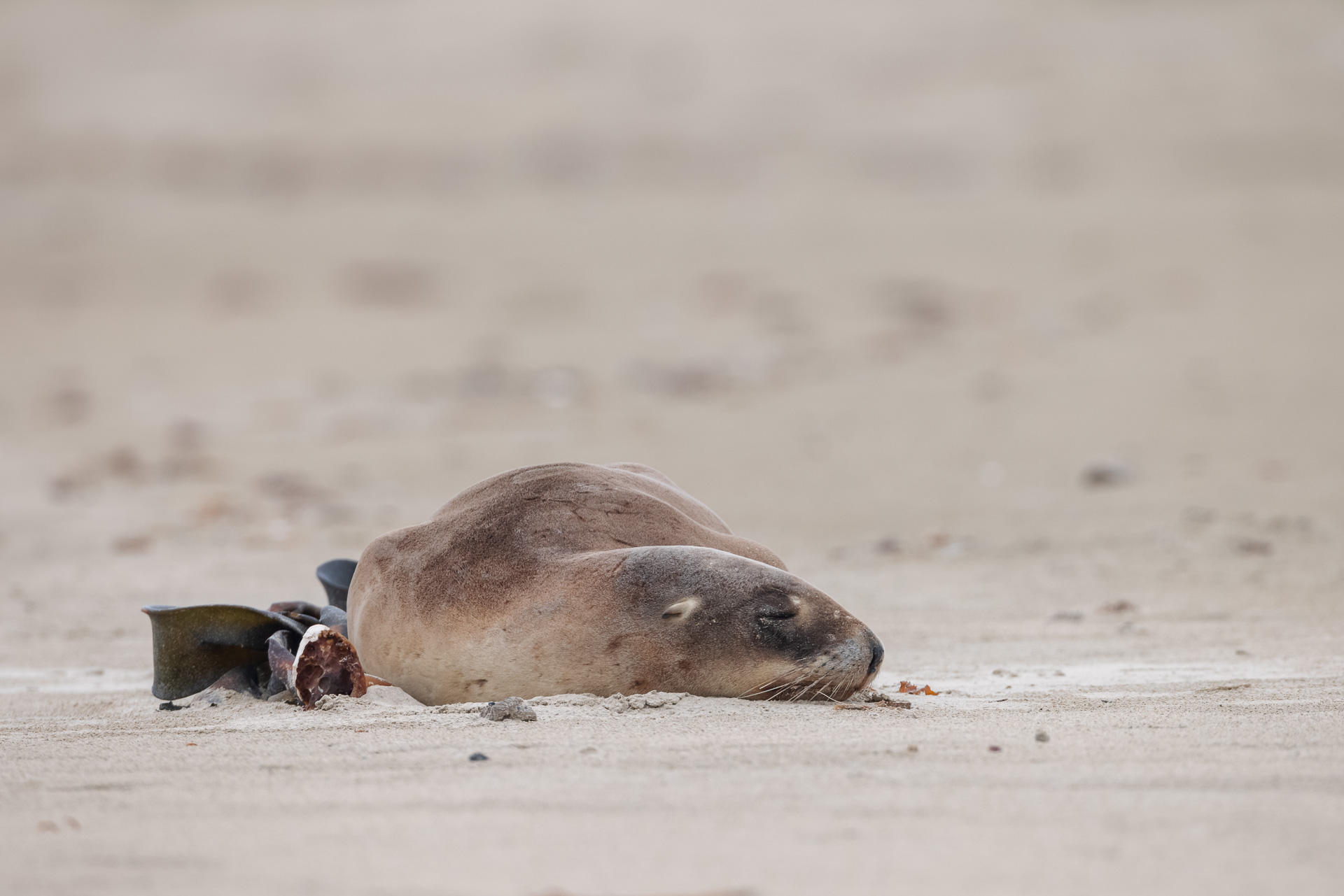 Sleeping Sea Lion Catlins