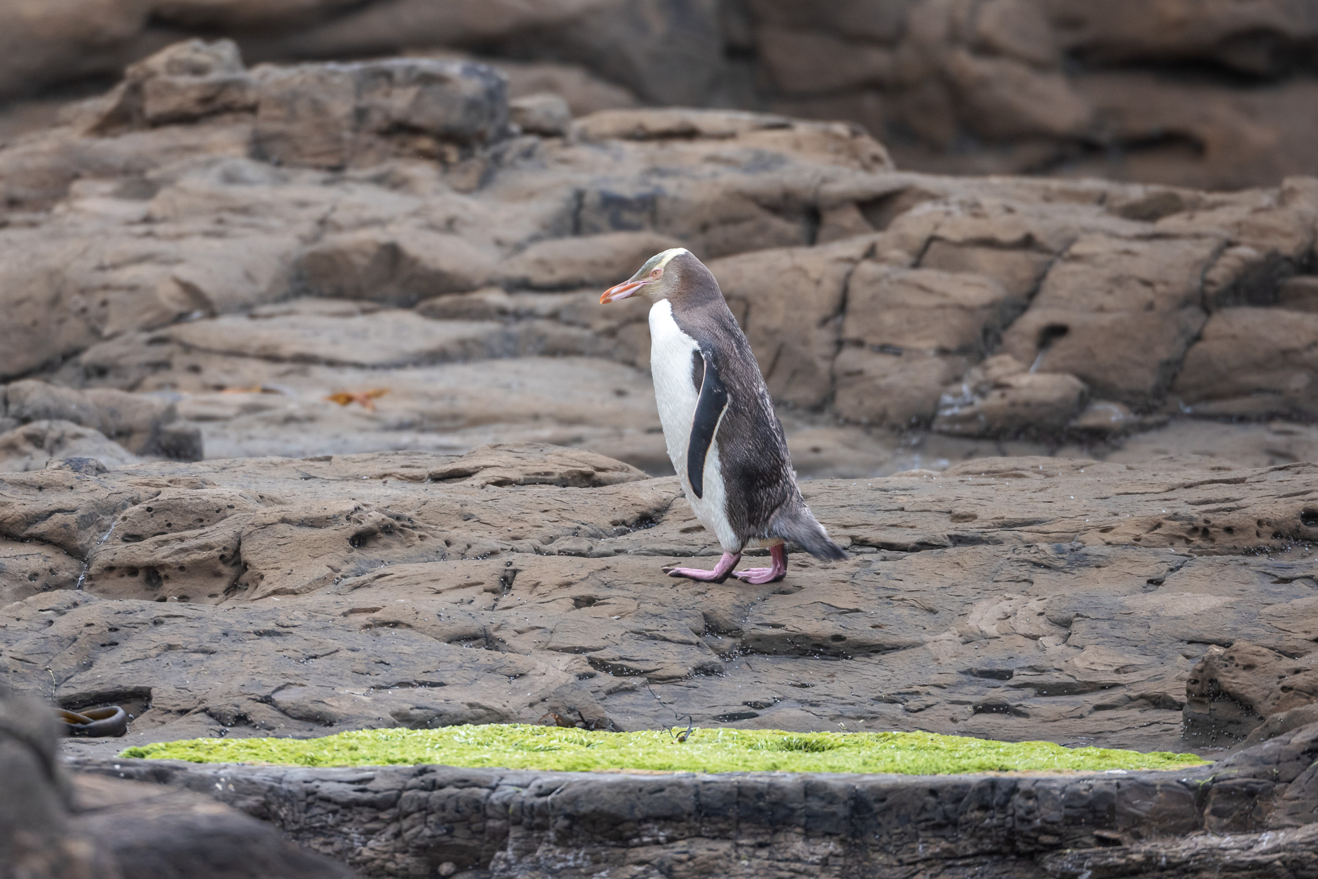 Curio Bay Yellow-Eyed Penguin