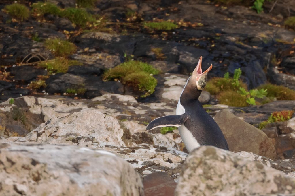 Yellow-Eyed Penguin Calling For Mate