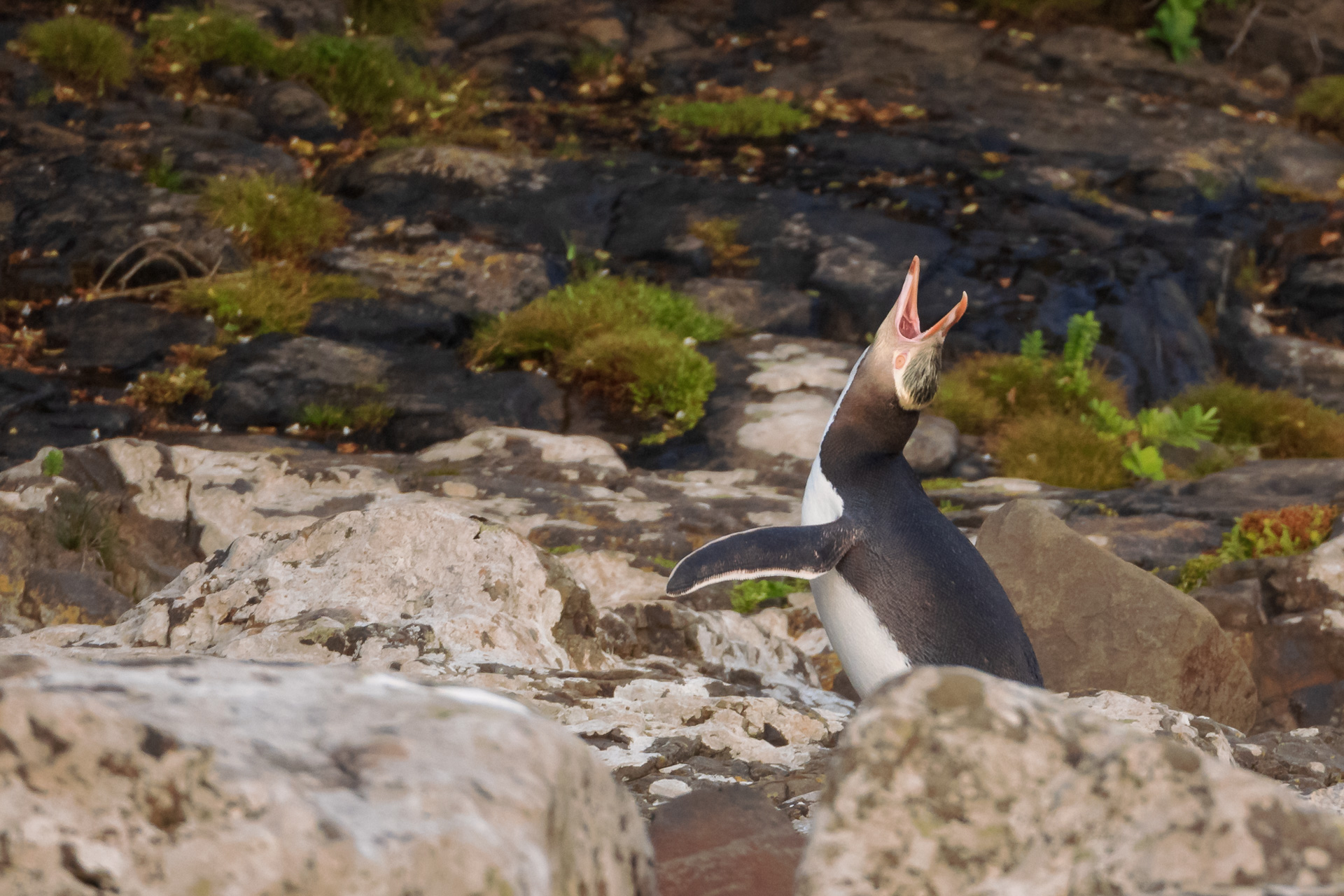 Yellow-Eyed Penguin Calling For Mate