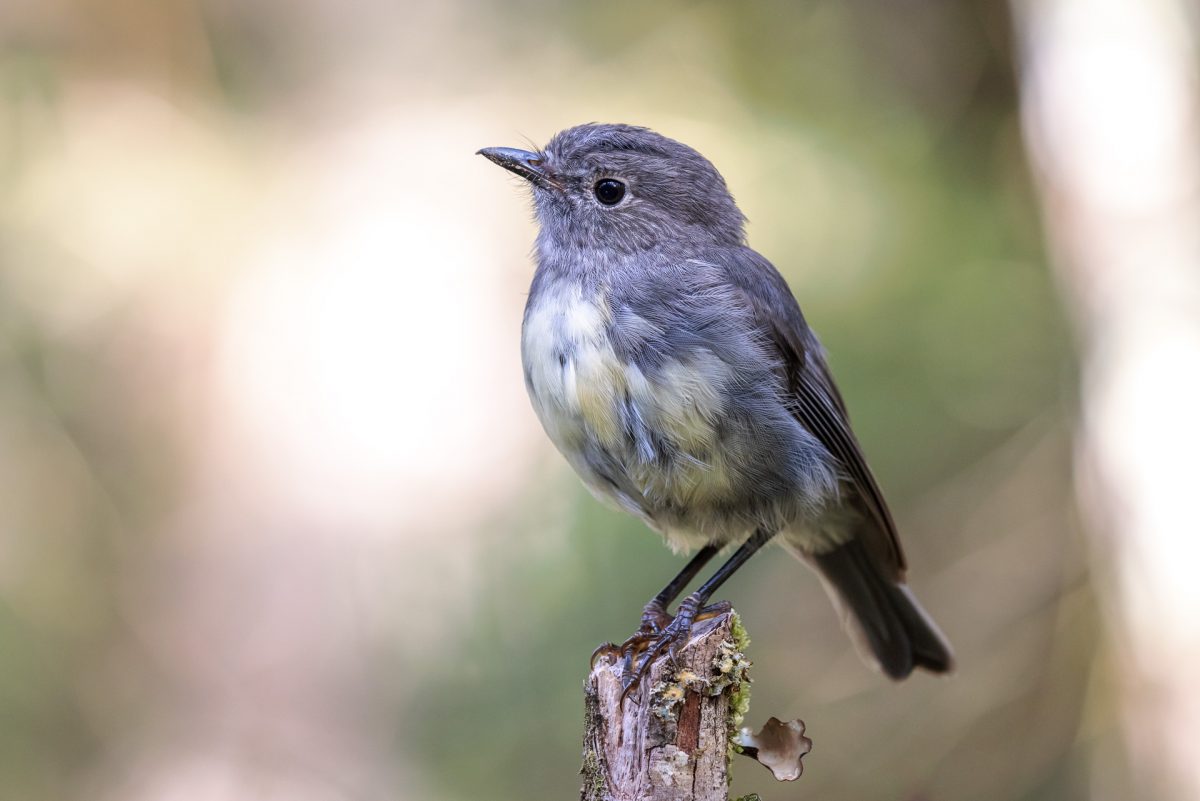 South Island robin