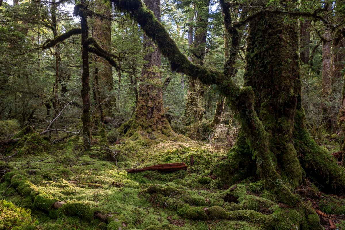 Beech Forest, Lake Gunn NAture Walk