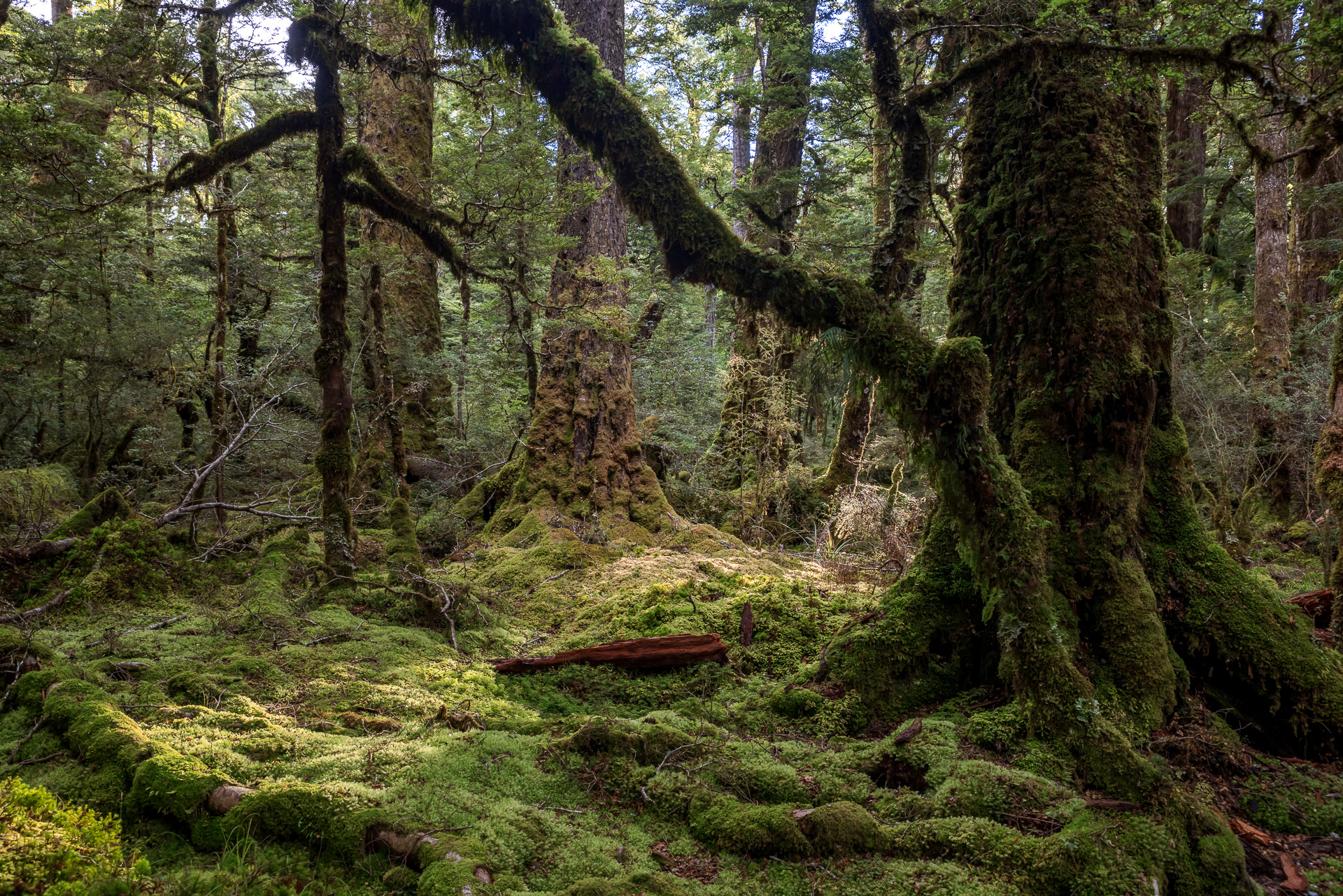 Beech Forest, Lake Gunn NAture Walk