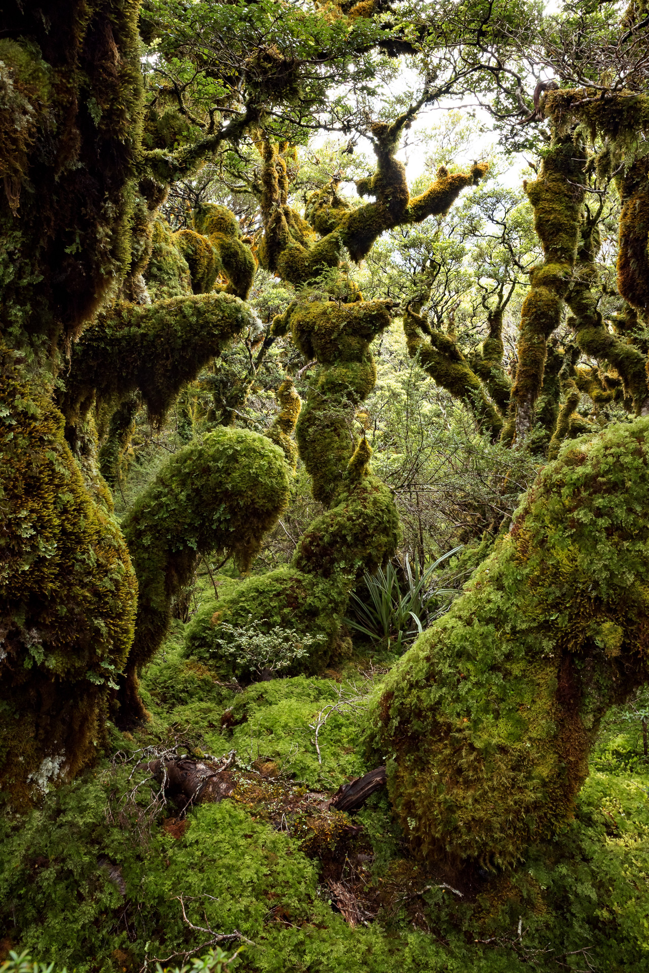 Goblin Forest Summit Peak