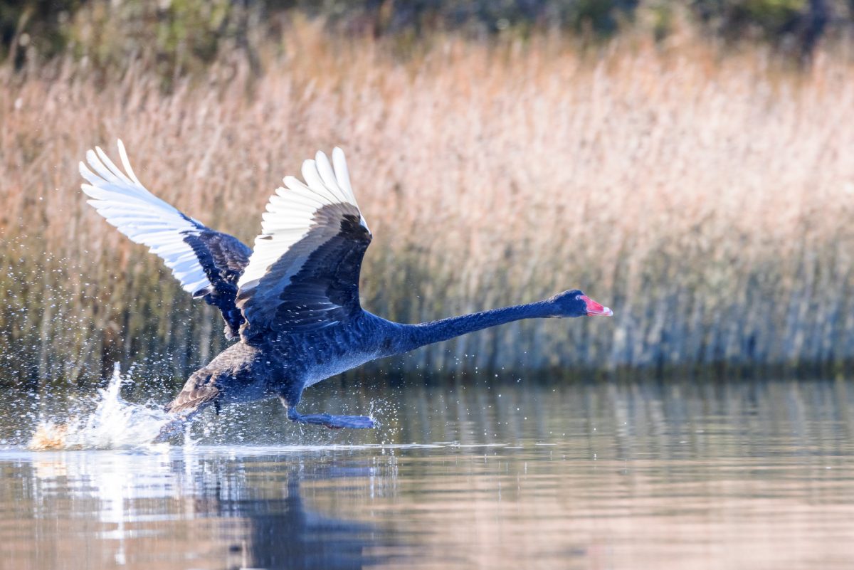 The West Coast – Okarito to Punakaiki
