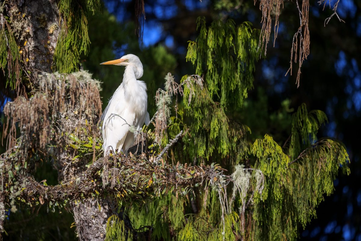 The West Coast – Okarito to Punakaiki