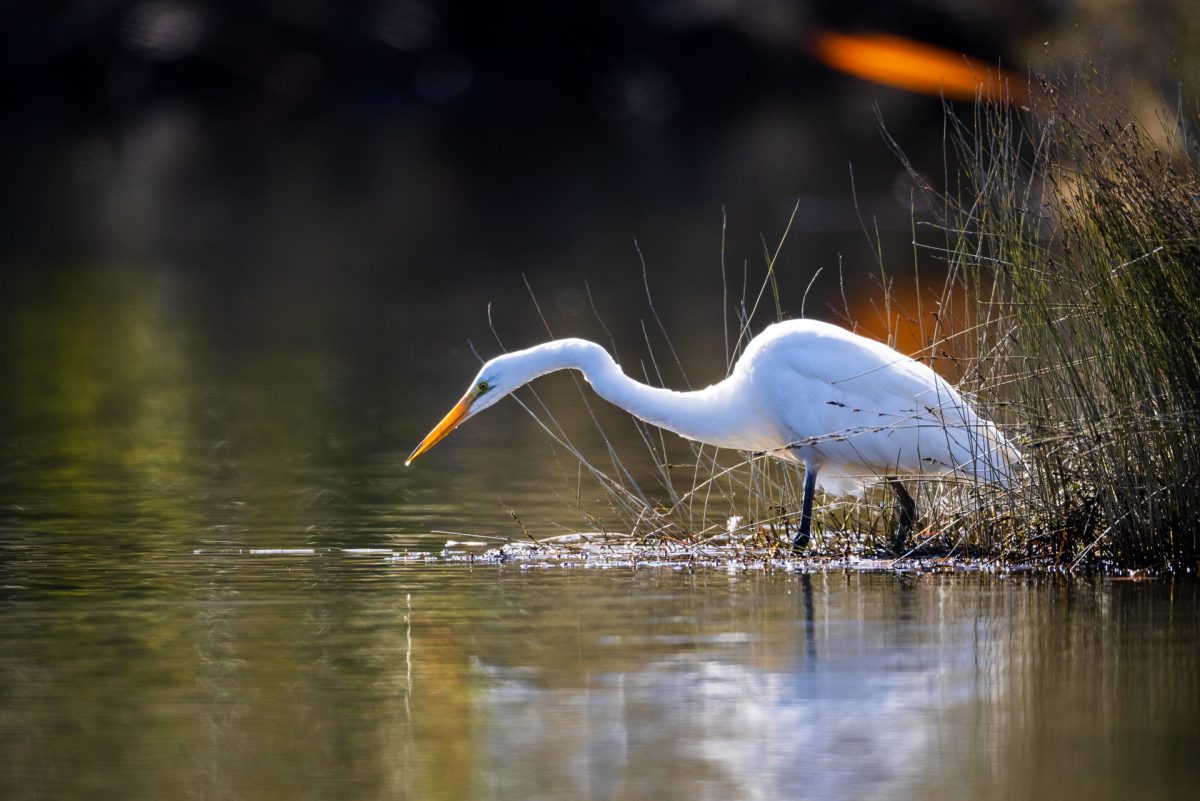 The West Coast – Okarito to Punakaiki