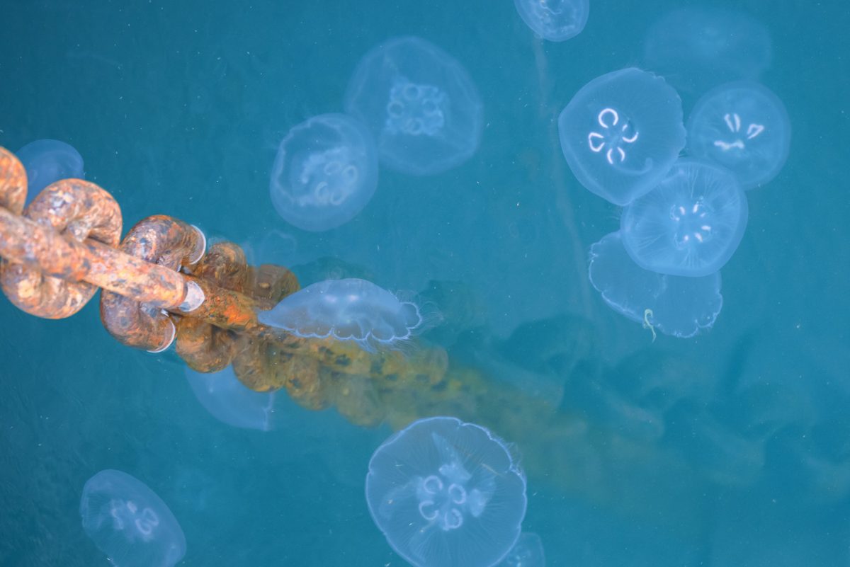 Stewart Island, The Snares & Fiordland