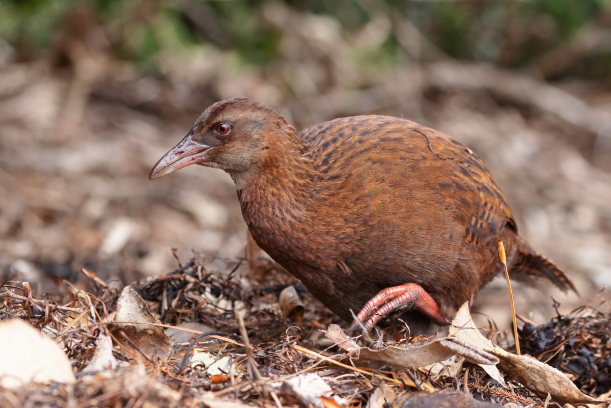 Stewart Island, The Snares & Fiordland