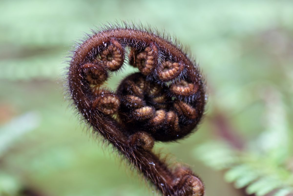 Stewart Island, The Snares & Fiordland