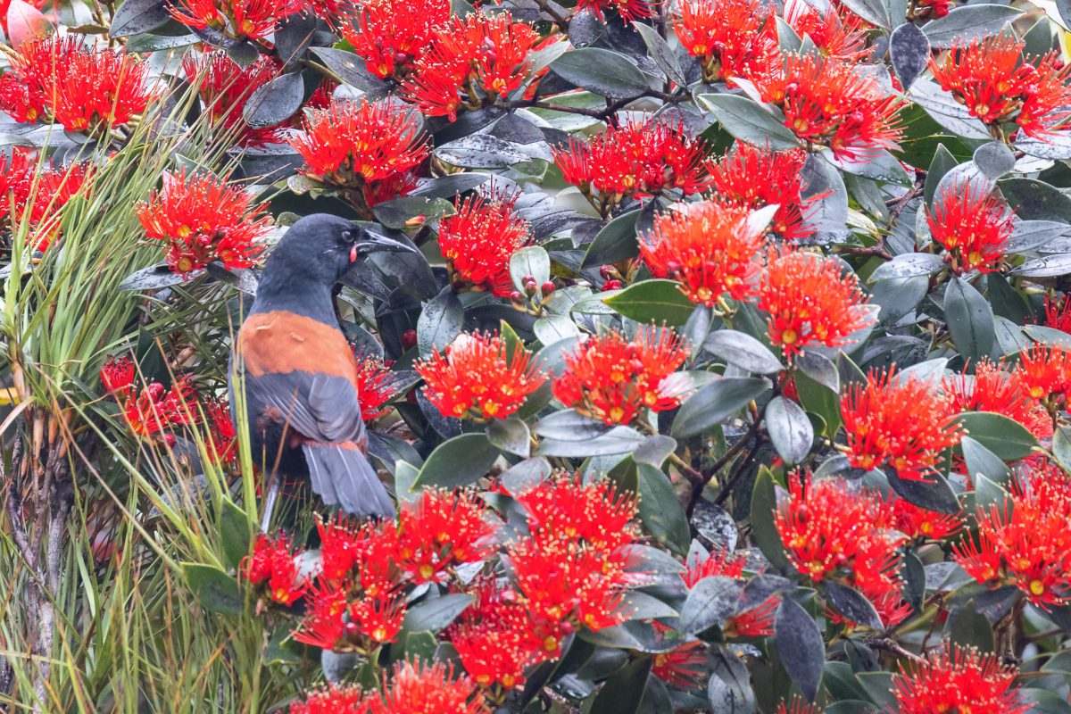 Stewart Island, The Snares & Fiordland