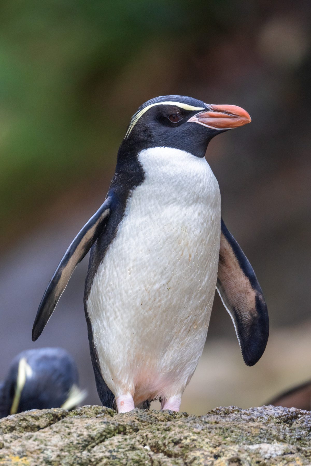 Stewart Island, The Snares & Fiordland