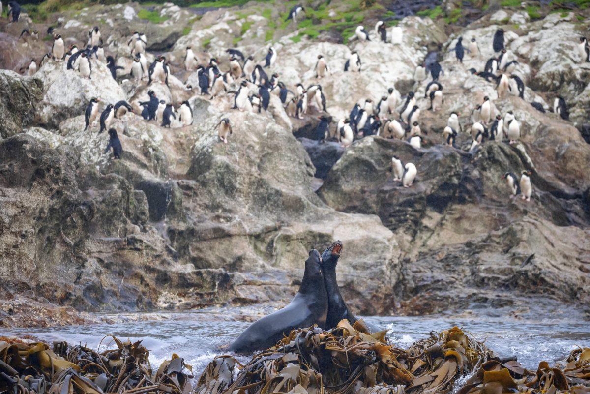 Stewart Island, The Snares & Fiordland