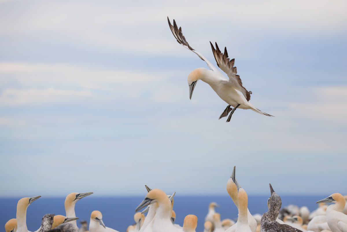 Gannet Colony