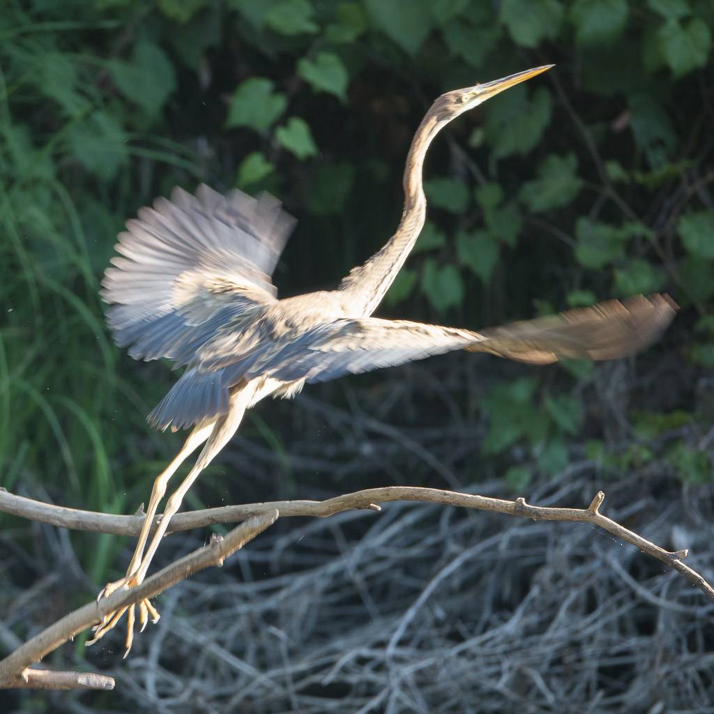 Heron Taking Off