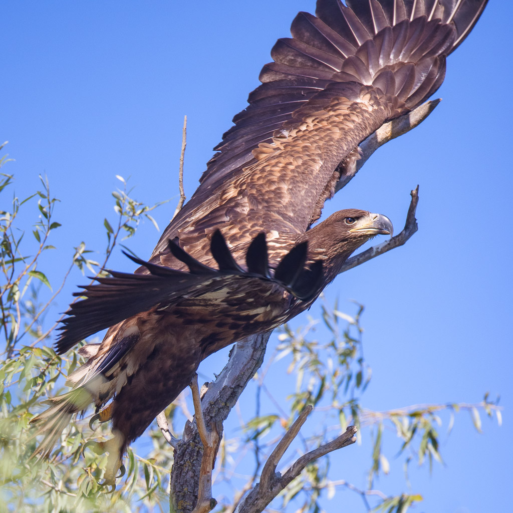 Golden Eagle Taking Off
