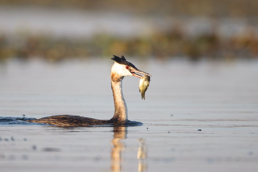 Great Crested Grebe Fishing