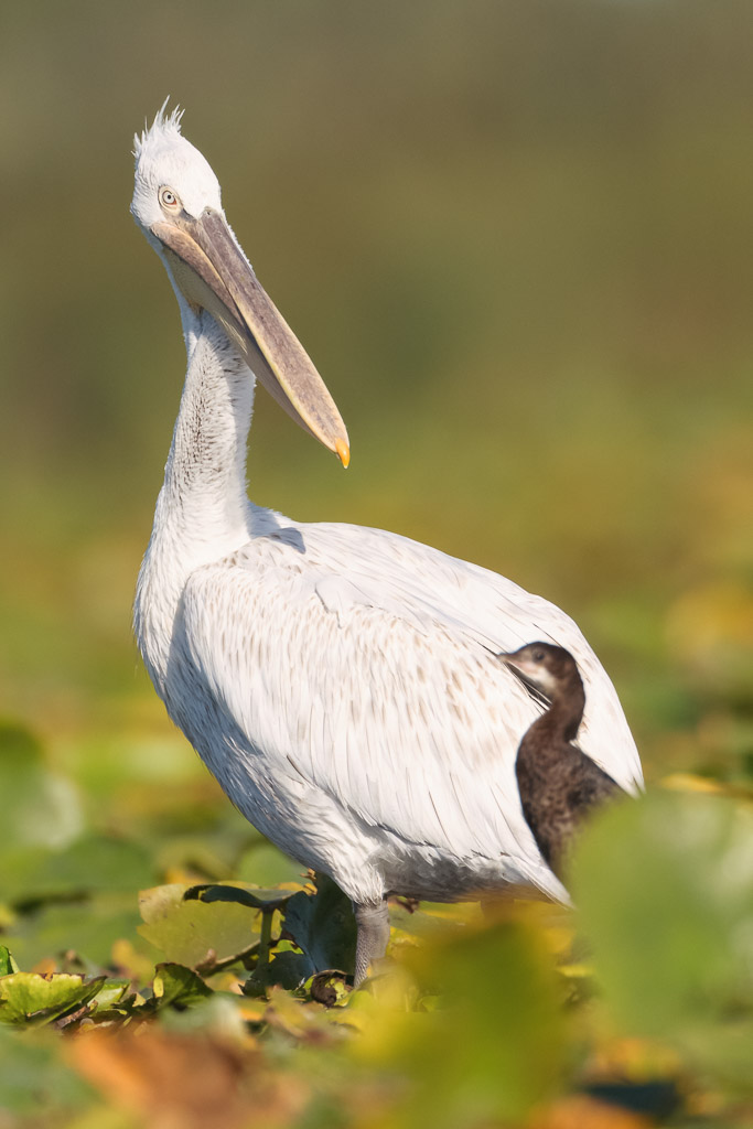 Dalmatian Pelican and Cormorant