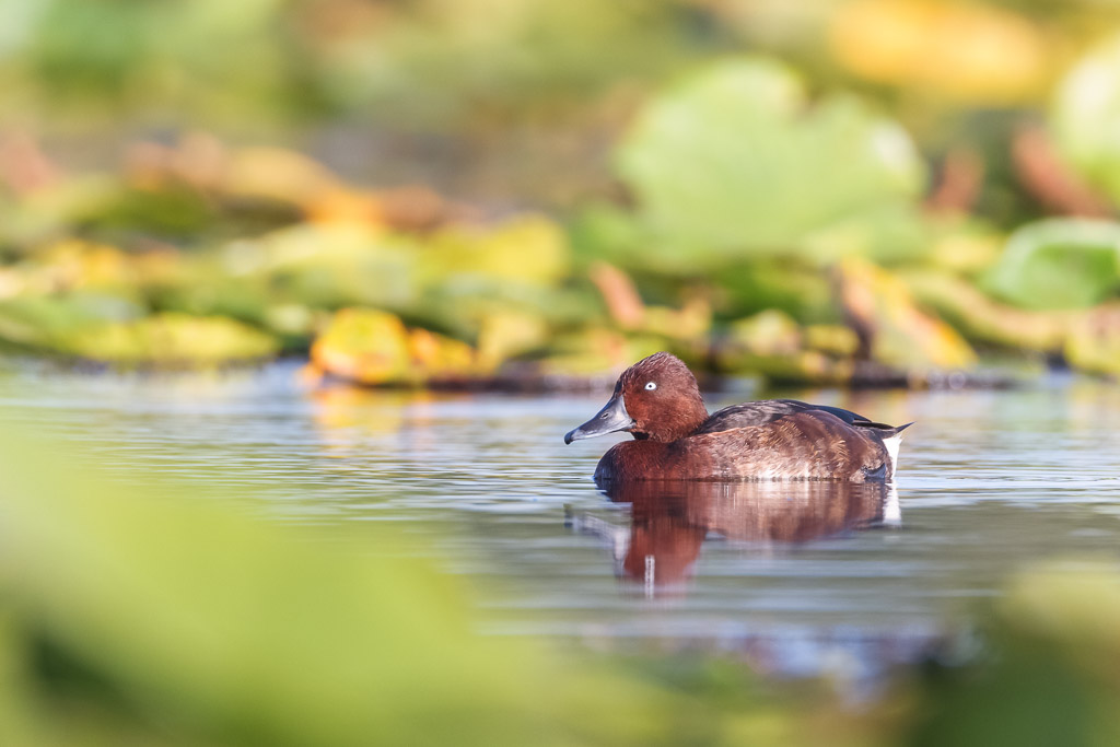 ferruginous duck