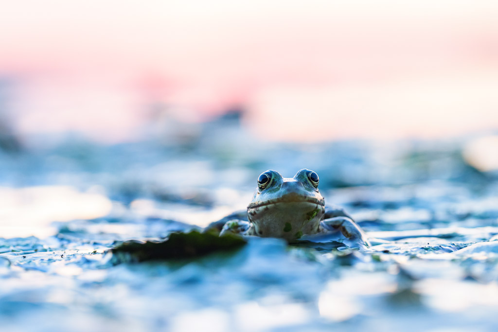 Frog at Sunrise Danube Delta