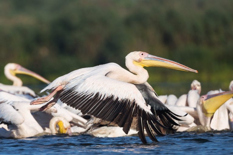 Pelican In Flight