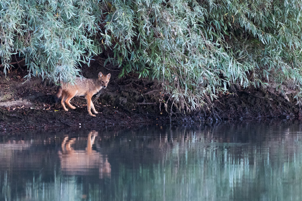 Golden Jackal Cub