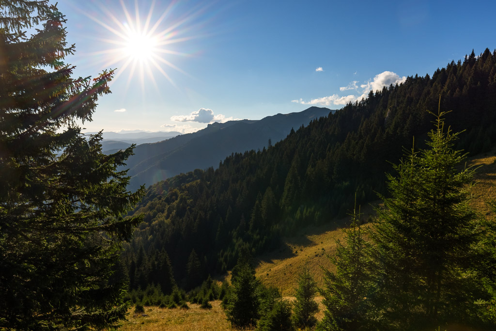 Beech Forest and Meadow Ciucas Mountains
