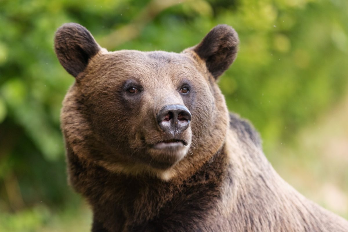 Brown Bear, Harghita Mountains
