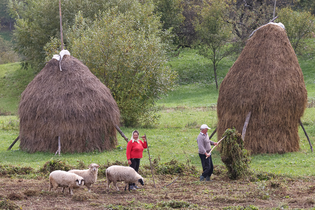 Harvesting the Hay Maramures